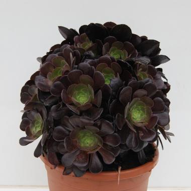 Aeonium velour